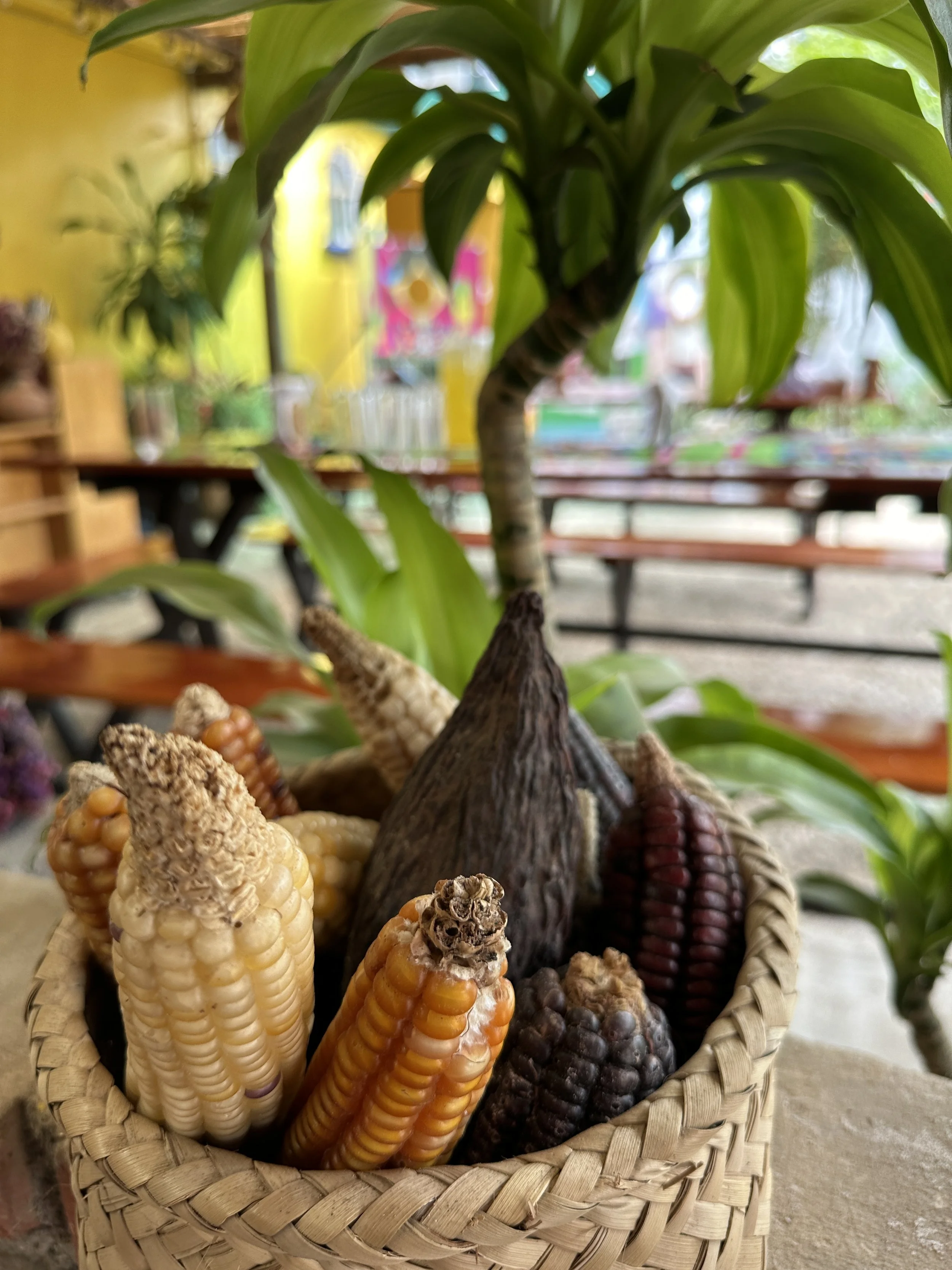 Oaxaca, Winter 2027 — Zingerman's Food Tours